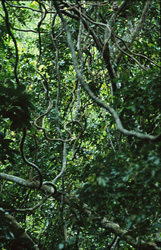 Unique Beauty of the Fiji Rainforest with Lush Vegetation