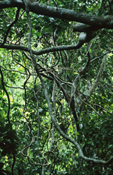 The Fiji Rainforest enjoys a year-round optimal warm and humid climate for plants