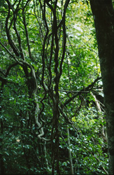 Explore the beauty of the Fiji Rainforest with its diverse plant life