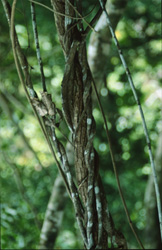 Majestic vines in the tropical rainforest of Fiji