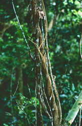 Fascinating Lianas in the green jungle of Fiji