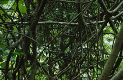 An entangled tangle of vines in the fascinating rainforest of Fiji