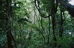 A Wealth of Plants in the Fiji Rainforest