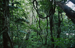 Majestic trees shaping the vibrant Fiji Rainforest