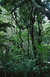 Experience the Lush Diversity of the Rainforest on Viti Levu