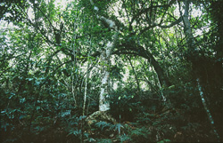 Explore the Tropical Plant Life in the Rainforest of Fiji
