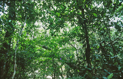 Magical light and lush vegetation in the rainforest of Viti Levu, Fiji