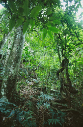 Experience the fascinating green in the rainforest of Viti Levu, Fiji