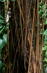 Discover the beauty of the majestic rubber tree in the rainforest of Fiji