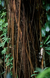 The fascinating air roots on an impressive rubber tree in the rainforest of Fiji