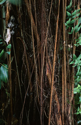 The rubber tree (Ficus elastica) with aerial roots in a tropical environment