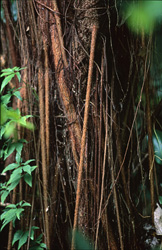 Majestic rubber tree in the dense rainforest of Viti Levu in the Fiji Islands