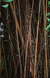 Impressive rubber tree (Ficus elastica) with characteristic aerial roots