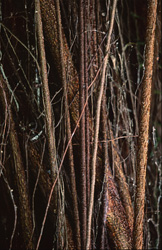 Impressive aerial roots surround the rubber tree (Ficus elastica) in Fiji