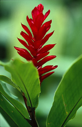 The striking red inflorescences of the Red Ginger (Alpinia purpurata) stand out against the greenery.