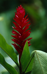 Discover the Majestic Beauty of the Red Ginger Blossom in Fiji