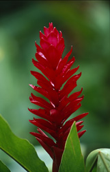 Vibrant Red Ginger Plant - A Natural Eye-Catcher
