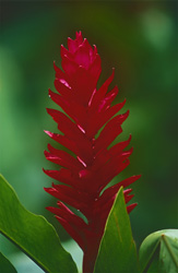 Elegant Red Ginger on Viti Levu, Fiji