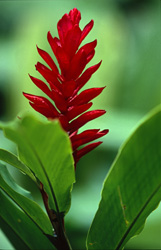 Purple Ginger