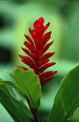 The beautiful Red Ginger inflorescence (Alpinia purpurata) is an eye-catcher