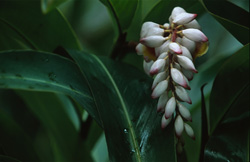 Exotic beauty of Shell Ginger (Alpinia zerumbet) amidst lush green leaves