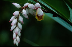 Fascinating shell ginger inflorescence in Sigatoka, Fiji