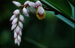Shell Ginger