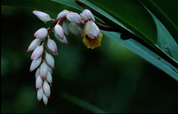 The Shell Ginger inflorescence (Alpinia zerumbet) is strikingly beautiful.