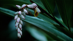 The impressive Shell Ginger and its magnificent inflorescence