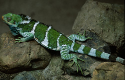 Faszinierendes Fiji Kamm-Iguana (Brachylophus vitiensis) in seiner natürlichen Umgebung