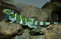 Crested Iguana Fiji