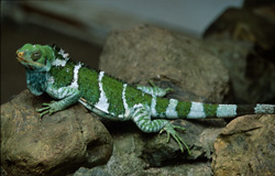Ein seltener Fiji Kammleguan erkundet die Felsenlandschaft und schaut neugierig umher
