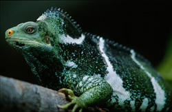 Einzigartiges Fiji Kamm-Iguana Porträt in der Natur fotografiert