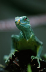 Einzigartiges Porträt des seltenen Fiji Kamm-Iguanas (Brachylophus vitiensis)