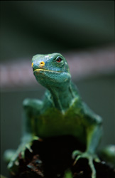 Einzigartiges Fiji Kamm-Iguana: Seltenes Reptil der Südsee im Fokus