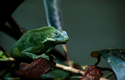 Image fascinante d'un iguane à crête des Fidji sur une branche