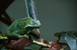 Begegnung mit dem majestätischen Fiji Kamm-Iguana auf einem Ast