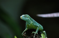 Einzigartiger Fiji-Kurzkammleguan mit faszinierender Erscheinung