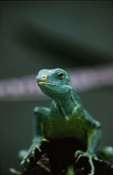 Einzigartige Aufnahme des bedrohten Fiji Kamm-Iguanas in seiner natürlichen Umgebung