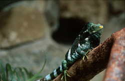Ein Fiji Kamm-Iguana auf einem Baumstamm. Der tiefgrüne Waldbewohner mit den weißen Querstreifen, sowie der gelben Nasenspitze ist stark vom Aussterben bedroht.