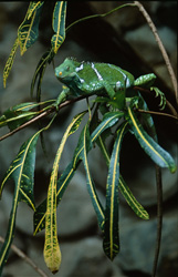 Le rare iguane de crête des Fidji dans son environnement naturel