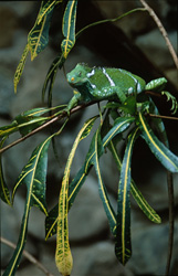 Fidschi Kamm-Iguana - Ein faszinierendes Reptil aus Fiji