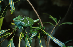 Entdecken Sie die Farbenpracht des Fiji Kamm-Iguanas in seiner natürlichen Umgebung