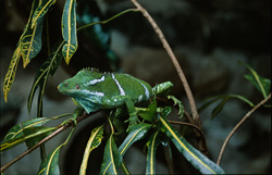 Der Fiji Kamm-Iguana - Ein Meister der Tarnung in seiner natürlichen Umgebung