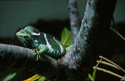 Iguane à crête des Fidji dans une fourche d'arbre : Un regard sur cette espèce de lézard menacée