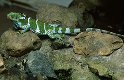 Der einzigartige Fiji Kamm-Iguana, eine endemische Spezies der Fidschi-Gruppe