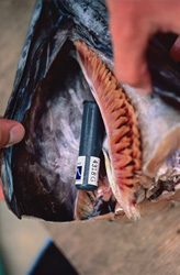 Fascinating Insights: Acoustic transmitter in the fish head of a Bull shark in the Beqa Lagoon, Fiji