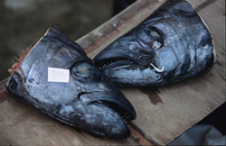 Fascinating Bull Sharks with Acoustic Transmitters in Fish Heads in Fiji Islands