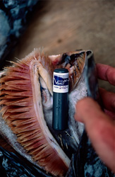 Requin taureau avec émetteur acoustique pour la recherche marine dans le lagon de Beqa, Fidji