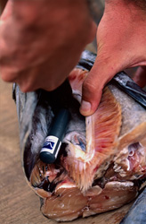 Fascinating Shark Research: Acoustic Transmitter Implanted in Fish Head